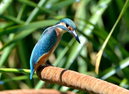 Kingfisher madár fotók és egy leírást arról, miért nevezte