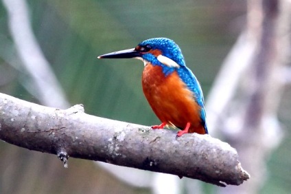 Kingfisher madár fotók és egy leírást arról, miért nevezte