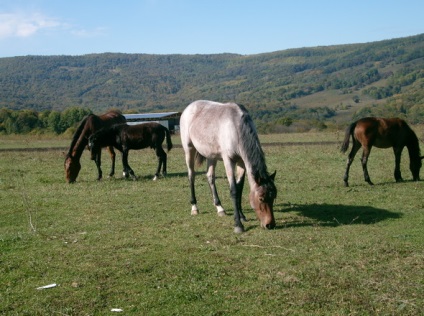 amatőrök utazás Lago Naki, hátizsák utazó (Lago) Utazás dilettáns Lago Naki, hátizsák utazó