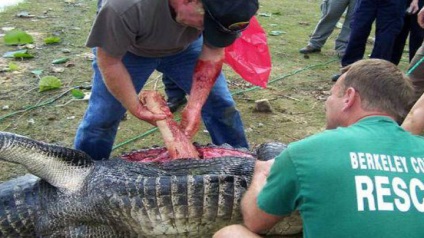 állatkerti munkás evett krokodil, közösülés során (Állatkert) állatkerti munkás evett krokodil közösülés közben