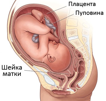 Розкриття шийки на 3 пальці народжувати