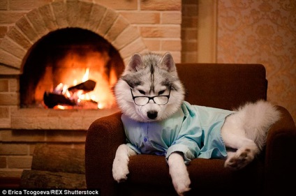 A napi rutin egy lány, aki merte, hogy egy husky (kutya) A napi rutin egy lány, aki merte, hogy van egy Husky