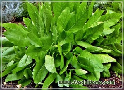 kanufer növény (fotó) használata és ápolása, a helyszínen a kertben, ház és a szobanövények