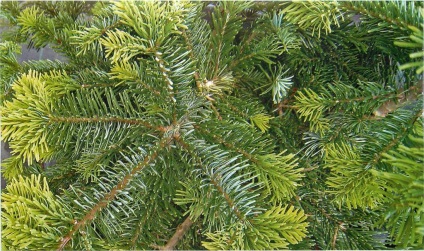 A különböző fajták Photo (Abies) Különböző fajtájú fenyő fotó