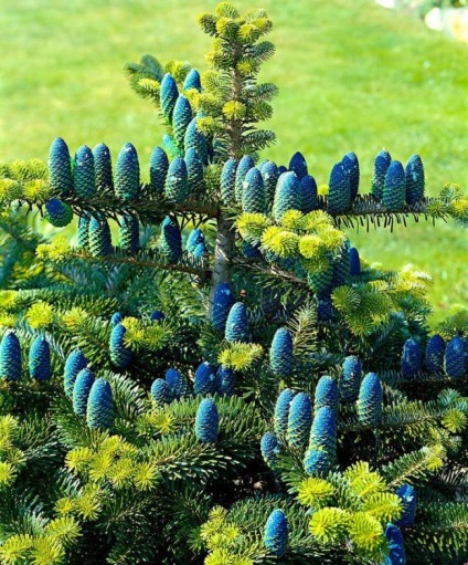 A különböző fajták Photo (Abies) Különböző fajtájú fenyő fotó