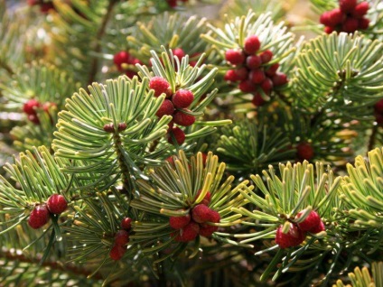 A különböző fajták Photo (Abies) Különböző fajtájú fenyő fotó