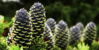 A különböző fajták Photo (Abies) Különböző fajtájú fenyő fotó
