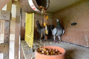 Tenyésztési galambok a lakásban, ügyelve a házi galamb