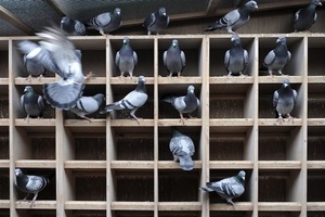 Tenyésztési galambok a lakásban, ügyelve a házi galamb