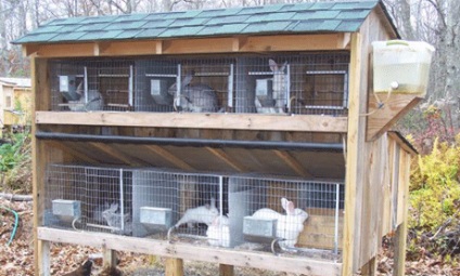 Развъждане на зайци за лятна резиденция за начинаещи