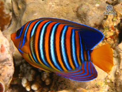 Hal Angel 1 (Angel) Angel fish 1
