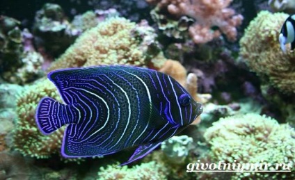 Hal Angel (Angel fish) angel fish