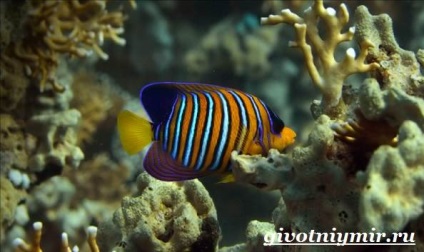 Angel fish (angel fish fotó) angel fish