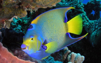Angel fish - egy gyönyörű hal az akváriumban
