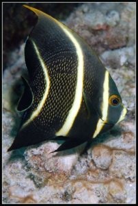 Angel fish - egy gyönyörű hal az akváriumban