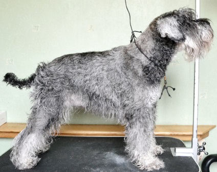 Gördülő schnauzer, wlanimu - s (azt hiszem minden márka) Gördülő schnauzer, wlanimu - s
