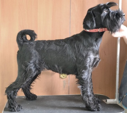 Gördülő schnauzer, wlanimu - s (gördülő) Gördülő schnauzer, wlanimu - s