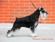 Gördülő schnauzer, wlanimu - s (wlanimu) Gördülő schnauzer, wlanimu - s