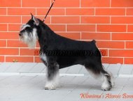 Gördülő schnauzer, wlanimu - s (wlanimu) Gördülő schnauzer, wlanimu - s