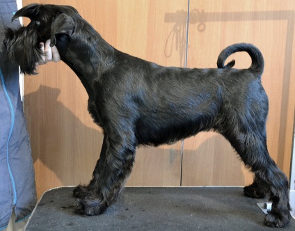 Gördülő schnauzer, wlanimu - s (merry cunning self-kutya) Gördülő schnauzer, wlanimu - s