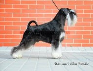 Gördülő schnauzer, wlanimu - s