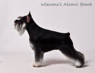 Gördülő schnauzer, wlanimu - s (vidám trükkös ön) Gördülő schnauzer, wlanimu - s
