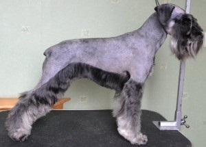 Gördülő schnauzer, wlanimu - s (merry cunning self-kutya) Gördülő schnauzer, wlanimu - s