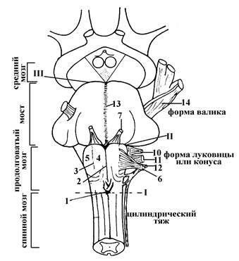 Hátsóagyat (előadás) rhombencephalon