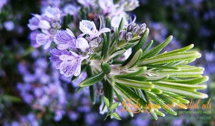 Rosemary officinalis - felülvizsgálata egyedülálló fűszerek A-tól Z-ig