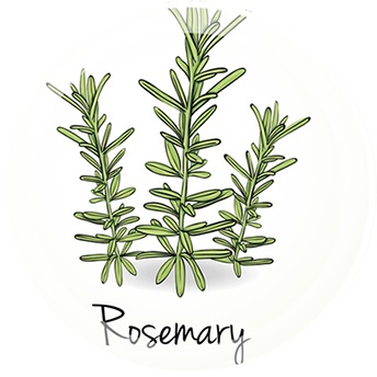 Rosemary officinalis - felülvizsgálata egyedülálló fűszerek A-tól Z-ig