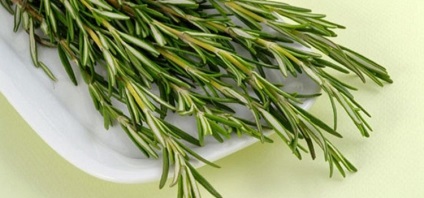 Rosemary hasznos tulajdonságok, ellenjavallatok, és terápiás hatást növényi