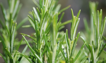 Rosemary hasznos tulajdonságok, ellenjavallatok, és terápiás hatást növényi