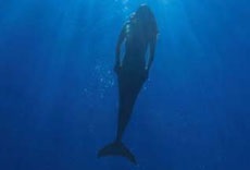 Mermaid kik ők, a világ tengelye (vicces táncdalnak, játékok) Mermaid kik ők, a világ tengelye