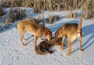 Orosz agár tenyészet leírás, természet fotók, mind a kutyák