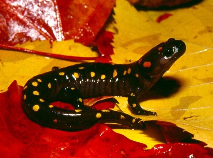 Salamander képek és leírások (a sárkány) Salamander kép és leírás
