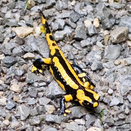 Salamander képek és leírások (a sárkány) Salamander kép és leírás