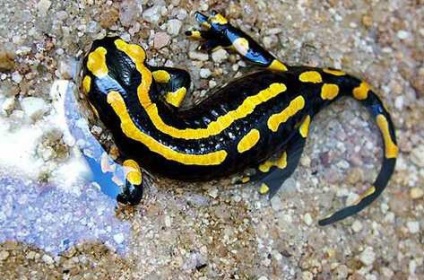 Salamander képek és a leírás (szalamandra) Salamander kép és leírás