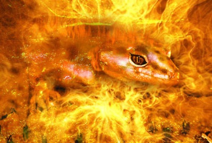 Salamander képet és leírást (a láng) Salamander kép és leírás