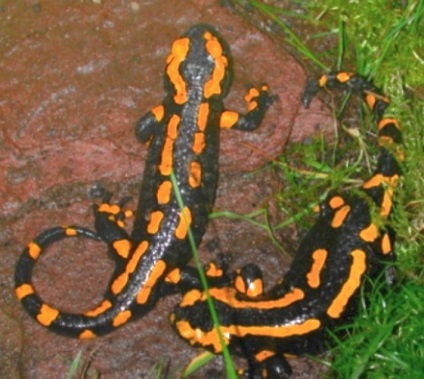 Salamander képek és leírások (a gyík) Salamander kép és leírás