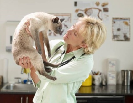 Szalmonellózis fertőzött macskák források, tünetei és kezelése