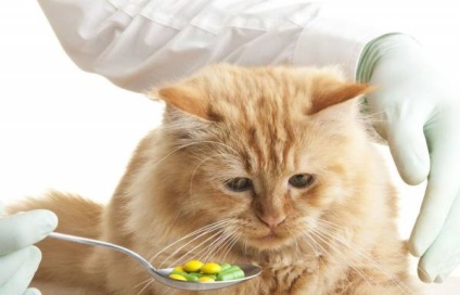 Szalmonellózis fertőzött macskák források, tünetei és kezelése