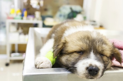 A szalmonellózis a kutyák tünetei és kezelése