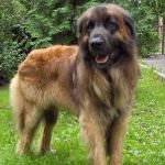A legnagyobb kutya a világon (55 fotó) Mi a legmagasabb és legnagyobb, egy hatalmas kutya, kutya Zeus fajta (kutya) A legnagyobb kutya a világon (55 fotó) Mi a legmagasabb és legnagyobb, egy hatalmas kutya, kutya fajtája Zeus