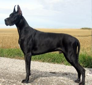 A legnagyobb kutya a világon (55 fotó) Mi a legmagasabb és legnagyobb, egy hatalmas kutya, kutya fajtája Zeus