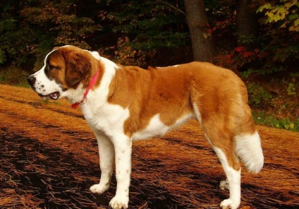 A legnagyobb kutya a világon (55 fotó) Mi a legmagasabb és legnagyobb, egy hatalmas kutya, kutya fajtája Zeus