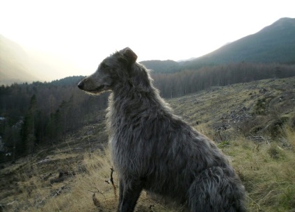 A legnagyobb kutya a világon (55 fotó) Mi a legmagasabb és legnagyobb, egy hatalmas kutya, kutya fajtája Zeus