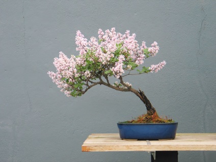 A legszebb példa bonsai (37 fotó) (Forest) A legszebb példa bonsai (37 fotó)