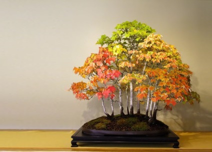 A legszebb példa bonsai (37 fotó) (Forest) A legszebb példa bonsai (37 fotó)