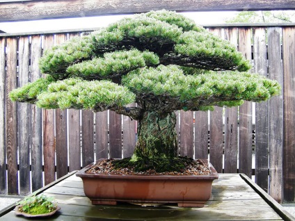 A legszebb példa bonsai (37 fotó) (miniatűr erdő japán) A legszebb példa bonsai (37 fotó)