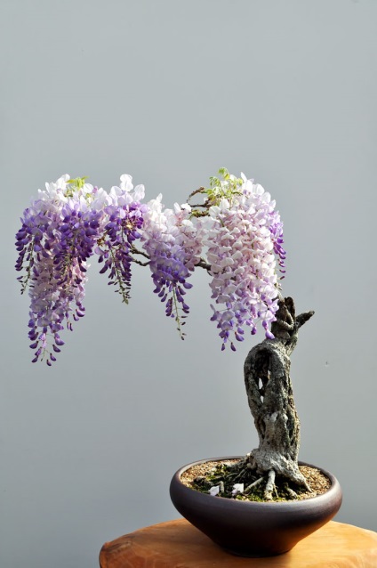 A legszebb példa bonsai (37 fotó) (miniatűr erdő japán) A legszebb példa bonsai (37 fotó)